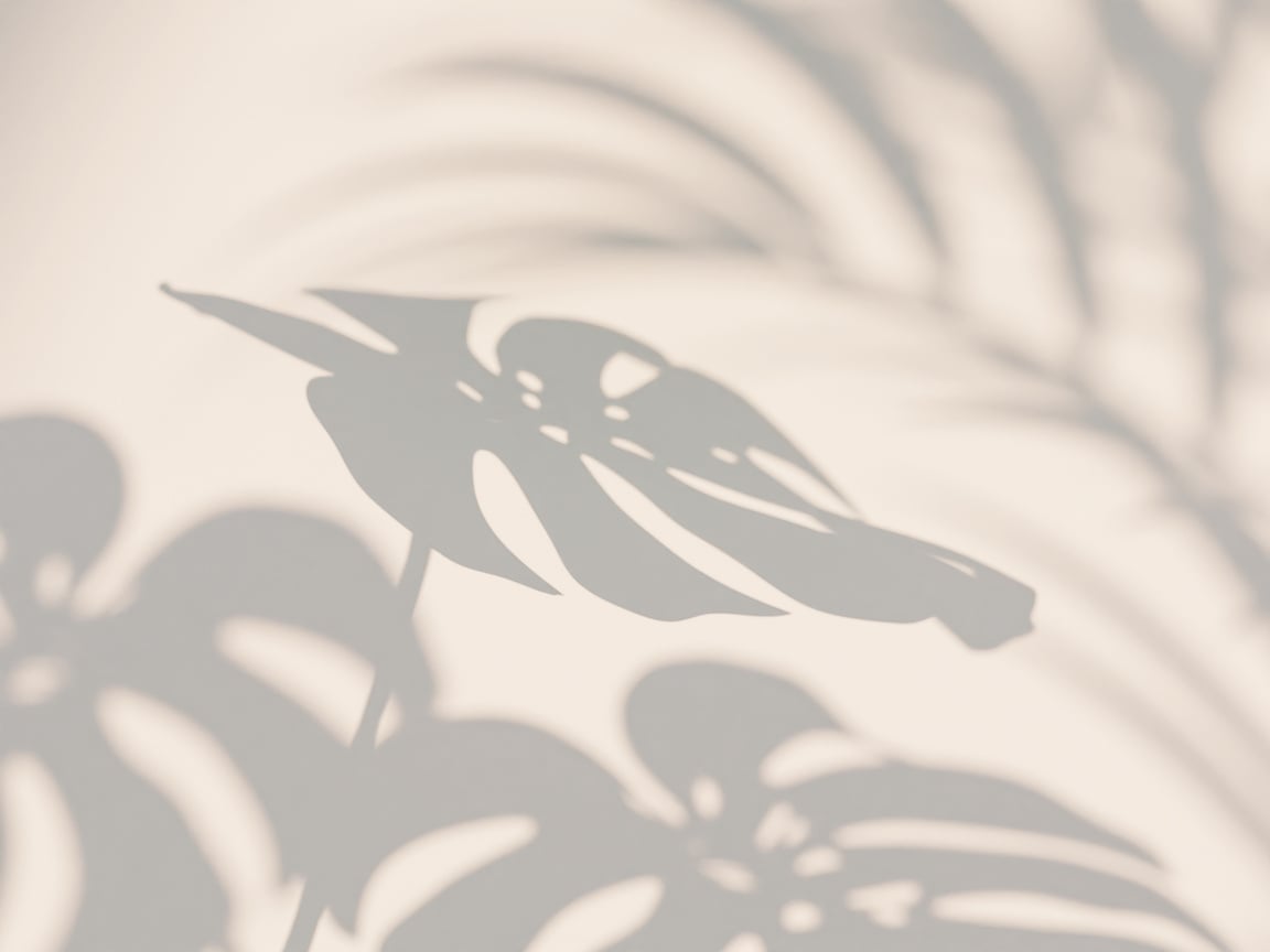 Aesthetic monstera shadow on the wall